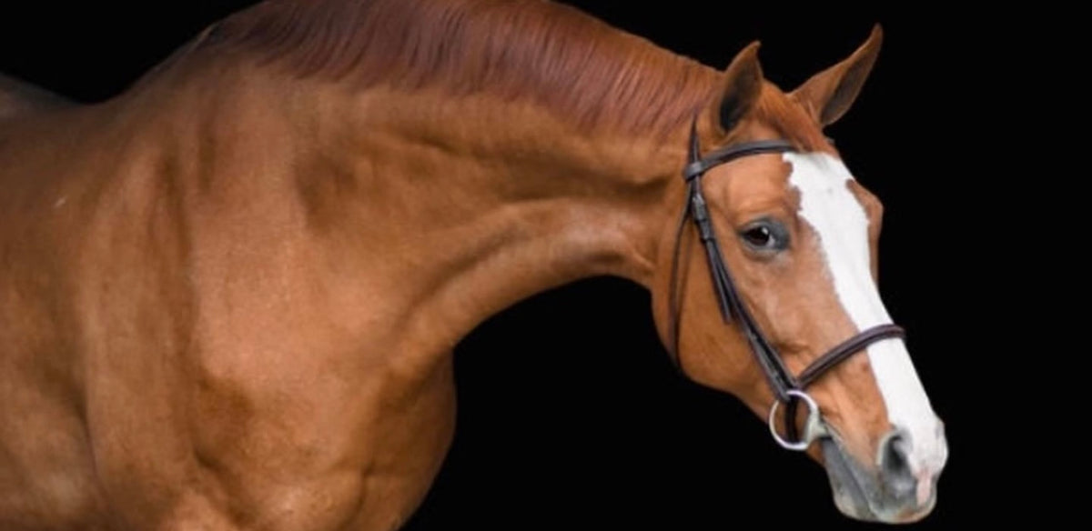 Equestrian Tack Horse Tack Tack and Tweed, LLC