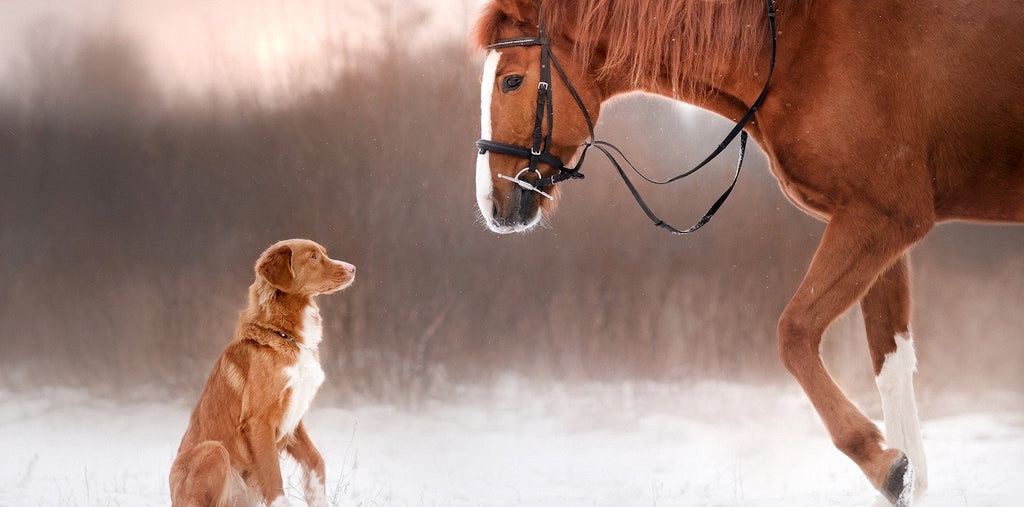 puppy dog and chestnut horse