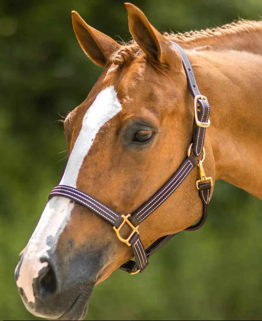 Walsh Triple Stitched Leather Halter - Horse/Full Size