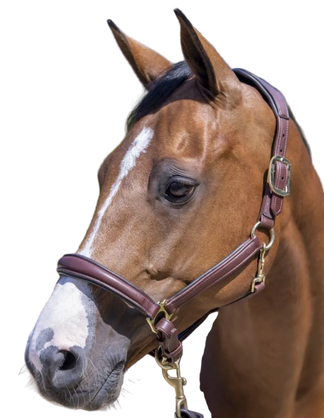 LeMieux Anatomic Leather Halter - Brown / Full Size NEW