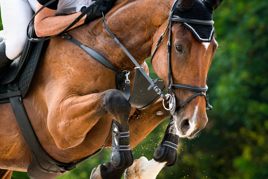 A hand holding a clear bag with a Tack and Tweed card, at a horse show.