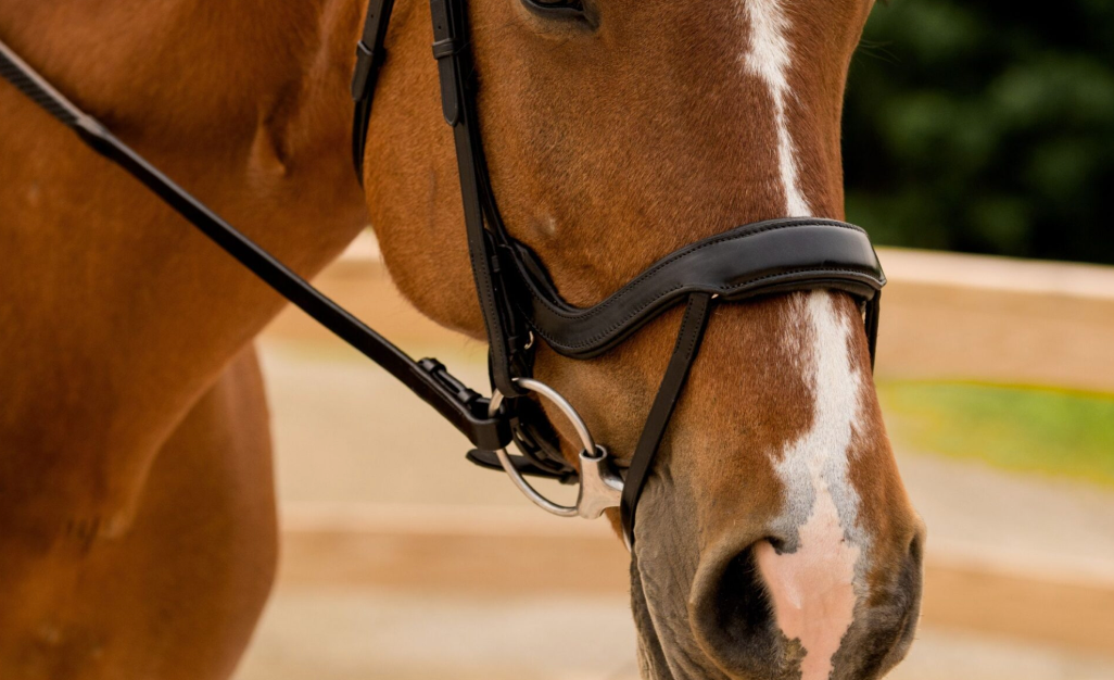 Red Barn by KL Select Arena Ergonomic Snaffle Bridle Crystal Browband - Black / Full Size