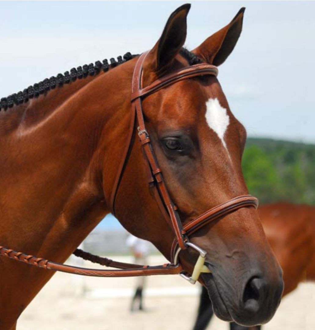 Beval Conquer Monocrown Fancy Stitch Padded Bridle -  Pony