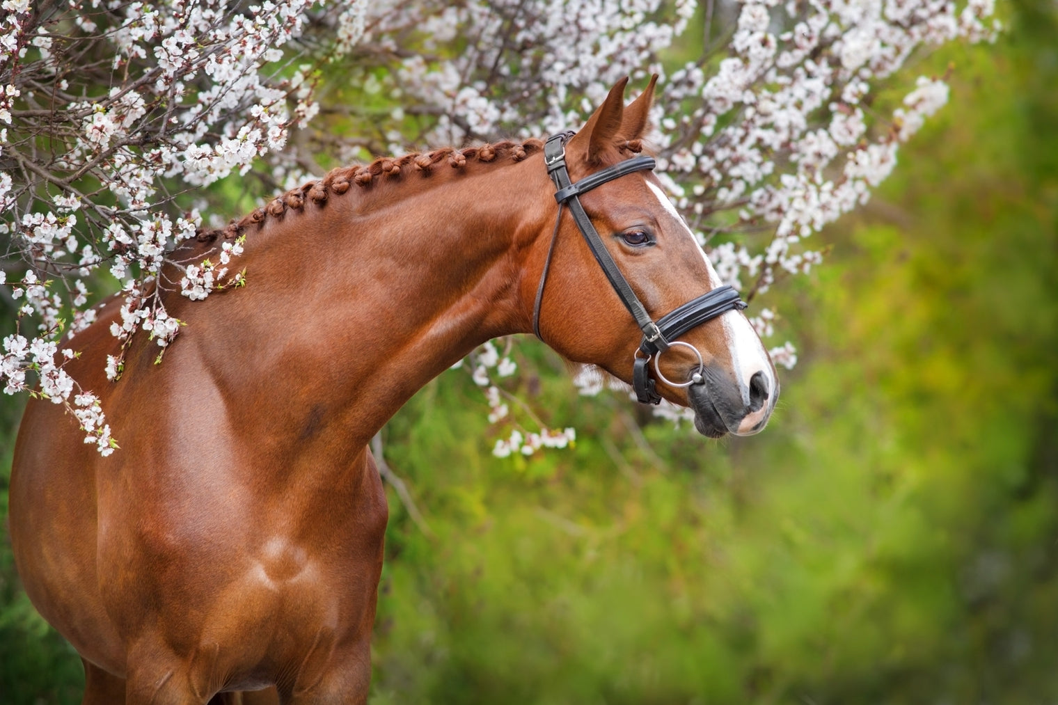 Tack and Tweed Gift Certificate
