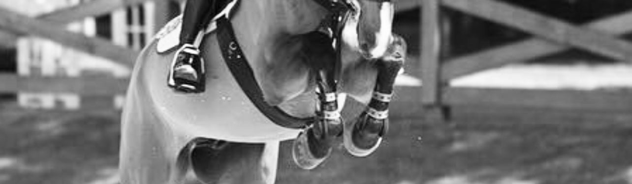 Horse Boots and Wraps