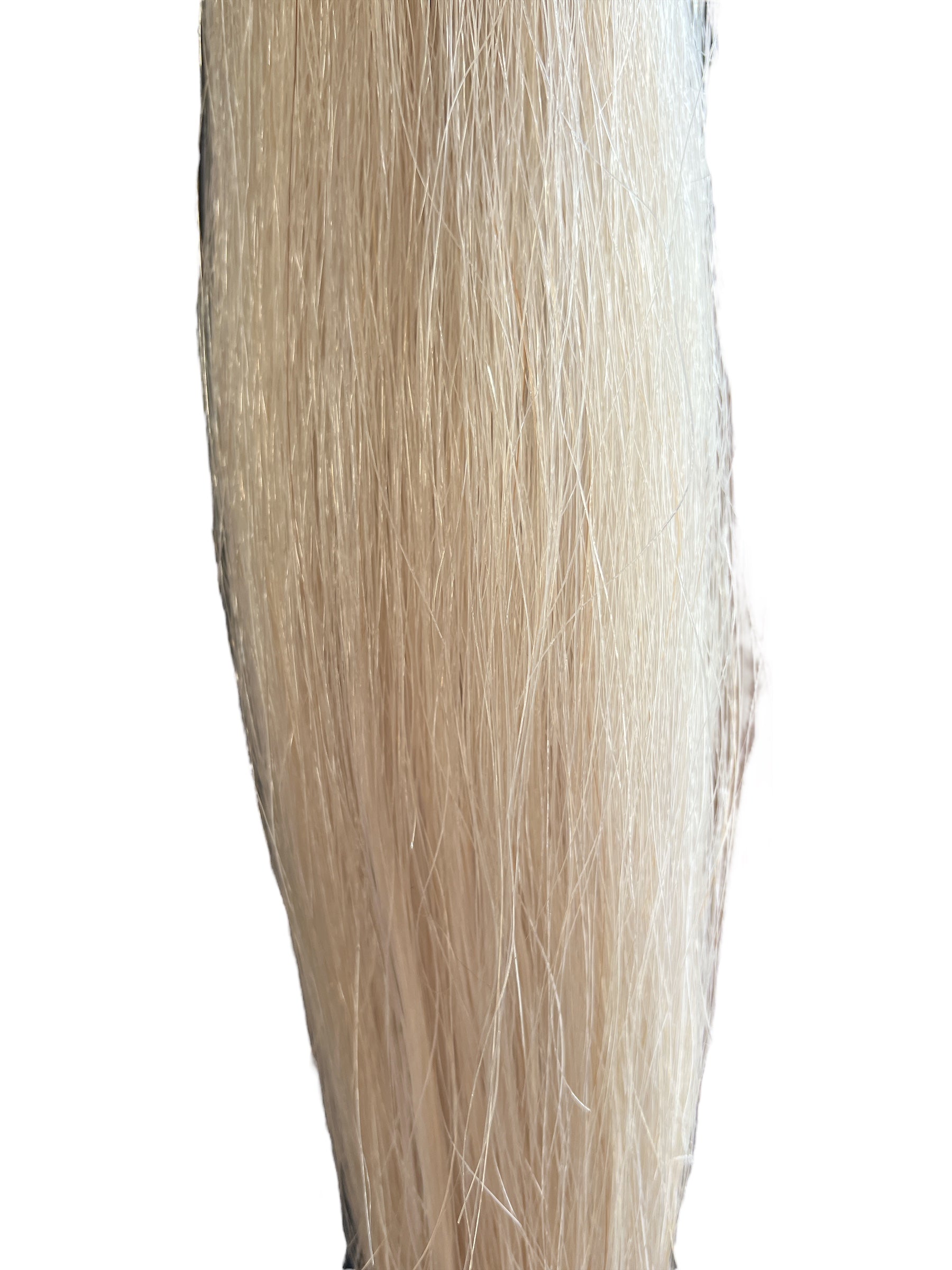 grey false horse tail