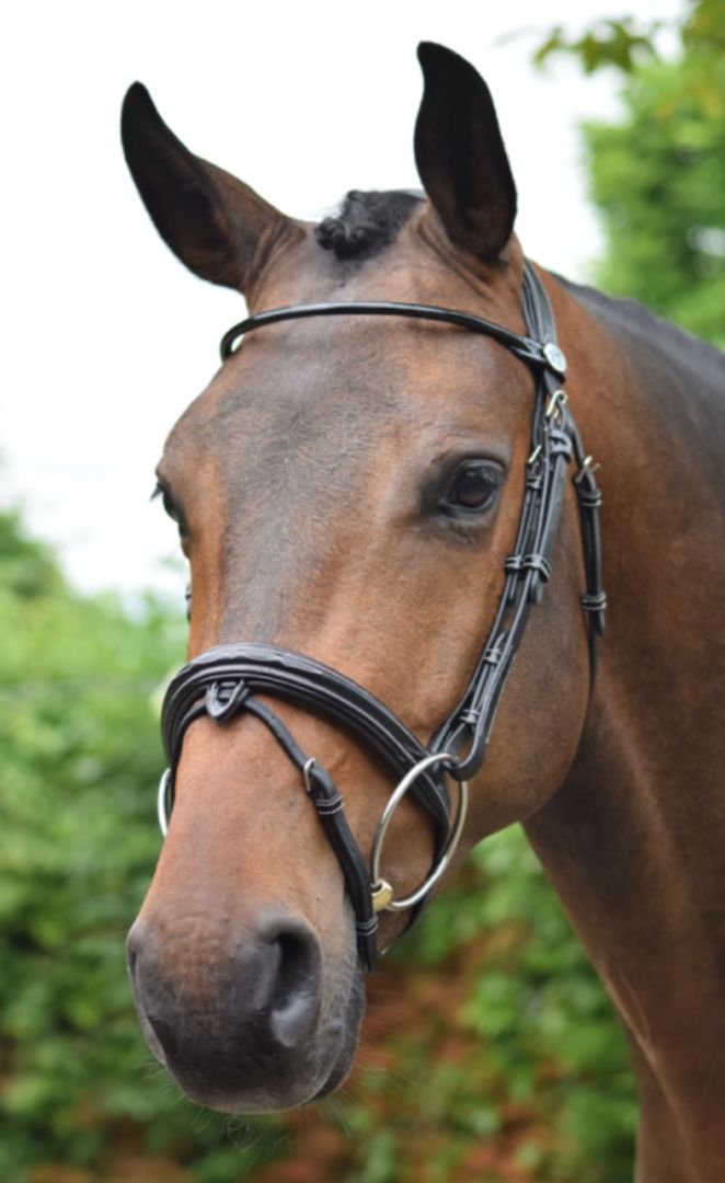 Jump'In Wednesday Bridle flash noseband with Reins - Black / Size Full  NEW