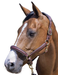 LeMieux Anatomic Leather Halter - Brown / Cob Size   NEW