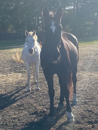 Hand Painted Limited Edition "Pelusa Tribute" Christmas Ornament by Lalee Pop Art for Endeavor Therapeutic Horsemanship
