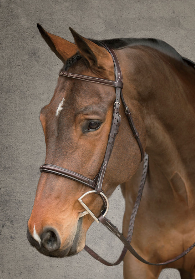 Showmark Premier Hunter Bridle Chocolate Size Horse Full (no reins) NEW
