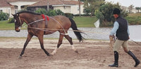 Pessoa Lunging System / Does NOT include Surcingle, Lunging Caveson/Bridle