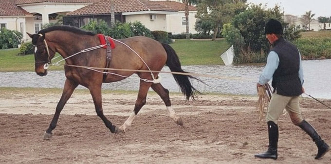 Pessoa Lunging System