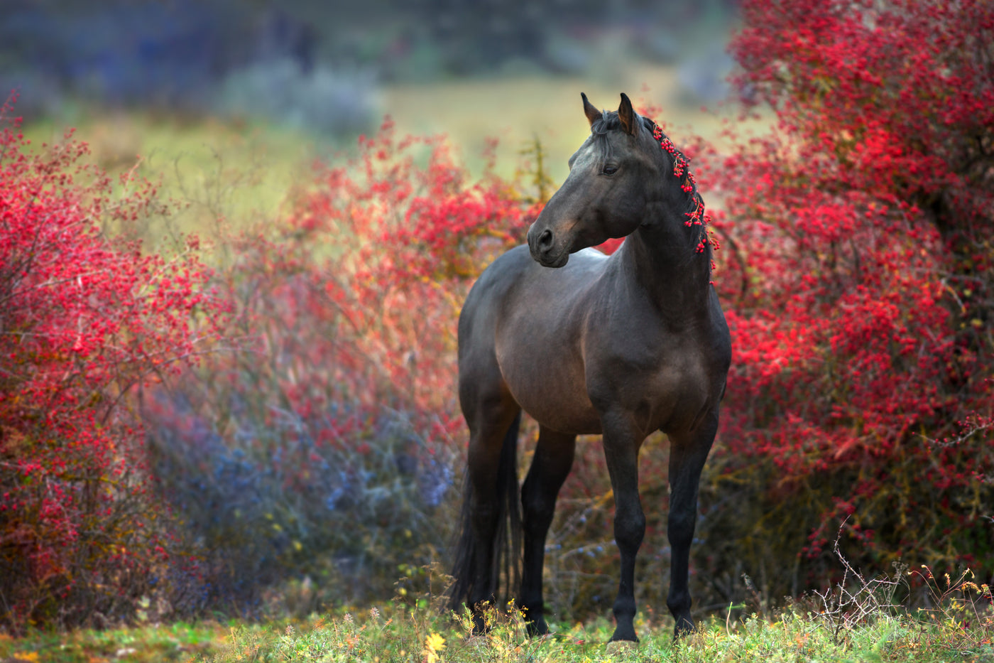 Horse standing in a field with red bushes