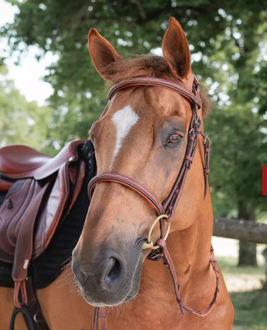 CWD Bridle Raised Noseband Fancy Stitch - Size 1