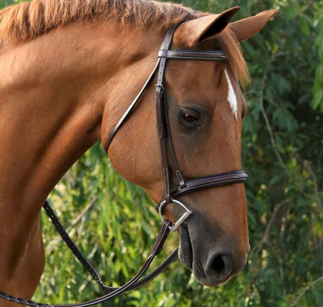 Red Barn Icon Hunter Bridle - Size Full / Horse (no reins)