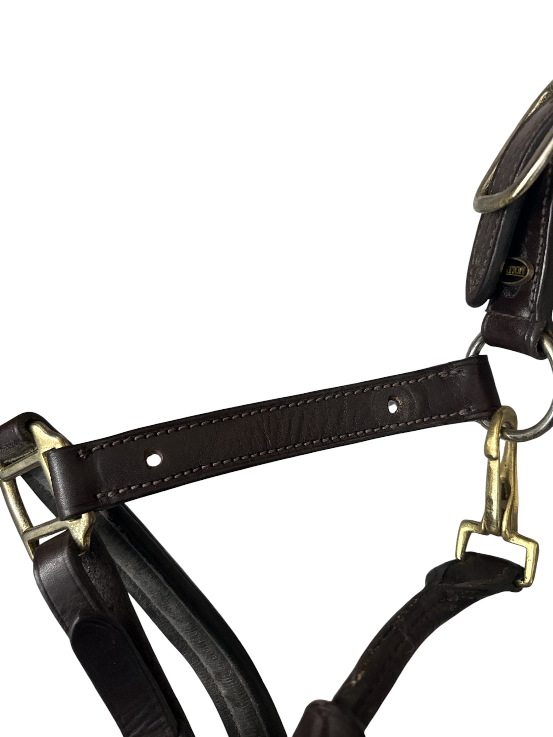 Ovation Fancy Raised Padded Halter - Brown / Cob